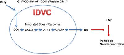 IDO1 and inflammatory neovascularization: bringing new blood to tumor-promoting inflammation